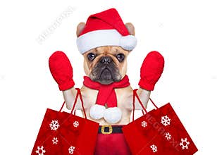 Christmas dog shopping