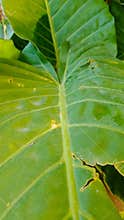 Close up of large green colocasia leaf texture and veins