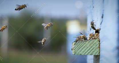 Honey bees fly near a beehive in a super slow motion. Shot on super slow motion camera 1000 fps. Bees are best known to humans for