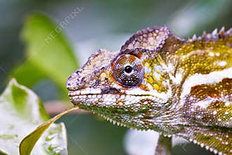 Nice colorful chameleon, cameleon lizard