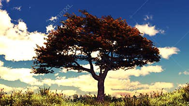 Autumn tree on sunny hill HD.