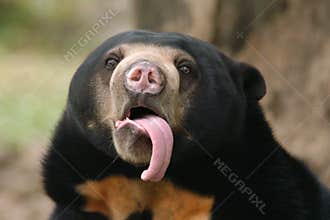 Malayan sun bear