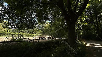 Horses grazing beside shaded paddock near country road, sunlit leaves, dust