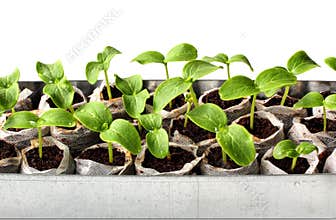 Fresh green seedlings