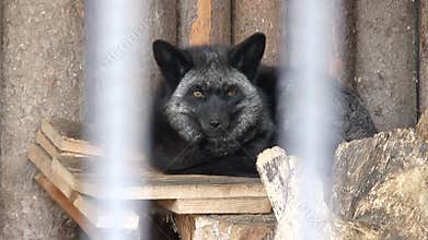 Mammals-Fox
