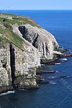 Gannet colony at Cape St. Mary , Newfoundland, Canada