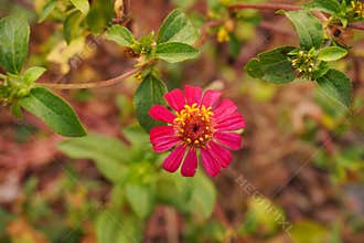 A pink flower with a yellow center.
