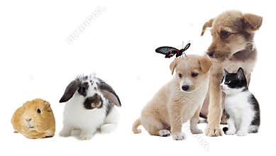 Group of pets