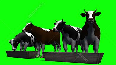 Cows at the water trough - green screen