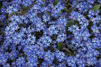 Blue forget me not flowers