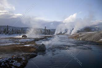 16 Yellowstone geyser and a Buffalo