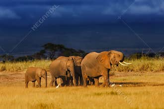 Elephant family just before the rain