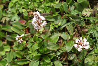 Polygonum affine, Himalayan bistort, Mountain knotweed,
