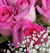 Pink roses