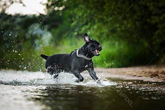 Cane Corso dog in nature