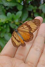 Monarch butterfly perched on a hand with a blue pool in the background