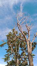 Tree with bare branches and green leaves blue sky Damascus