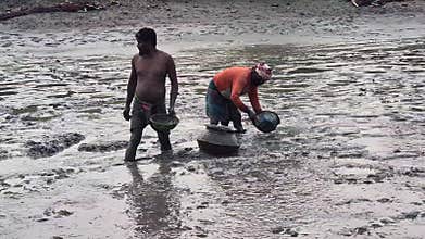 Fishermen Catching Fish In Muddy Drained Pond,