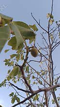 Green Walnut Fruit Growing on Tree Branch with Blue Sky