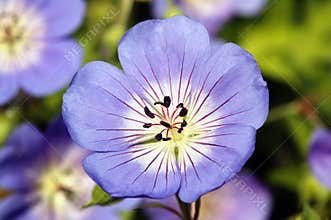 Geranium Rozanne 'Gerwat'
