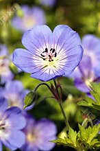 Geranium Rozanne 'Gerwat'