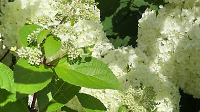 White panicled hortensia flowers bloom on green leafy branches outdoors