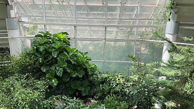 Dense collection of broadleaf tropical plants thrives inside sunny glass