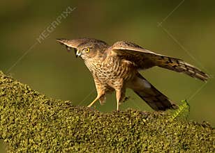 Juvenile Eurasian Sparrowhawk (Accipiter nisus)