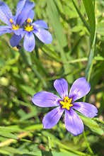 Western Blue Eyed Grass