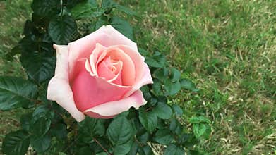 Spring rose blossoming out in family garden time lapse