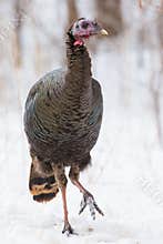 Ugly old hen turkey