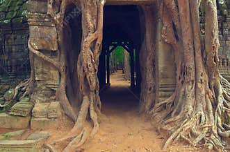 Banyan tree over the door from Ta Som. Angkor Wat