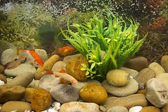 Closeup of colourfully fish in aquarium