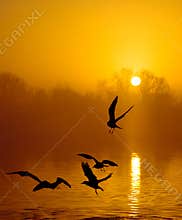 Birds in sunset
