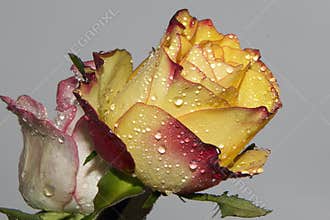 Two roses