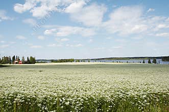 Cumin field