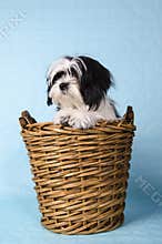 Shih Tzu in a basket