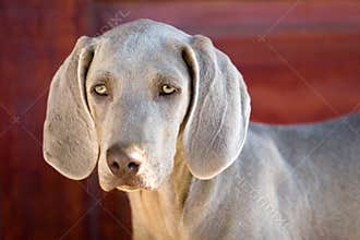 Dog weimaraner