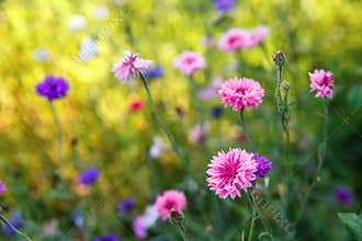Beautiful meadow field with wild flowers. Spring Wildflowers closeup. Health care concept. Rural field. Alternative
