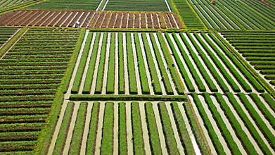 Rows of red onion agricultural land