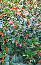 Colorful Cigar Plant