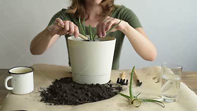 Woman planting a sprout of aloe vera