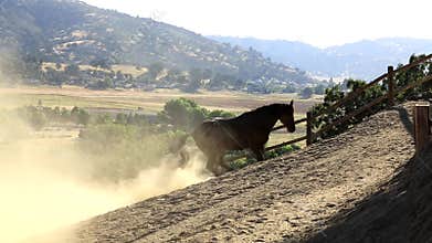 A horse rolling in the dirt.