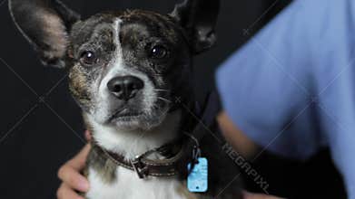 A vet petting a cute dog
