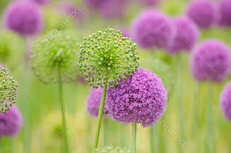 Allium Flower Background