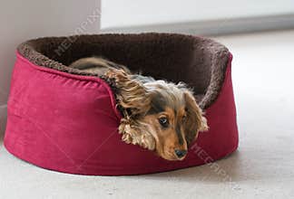 English Cocker Spaniel Lying in Dog Bed