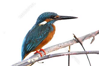 Common Kingfisher Alcedo atthis Male Cute Birds isolated
