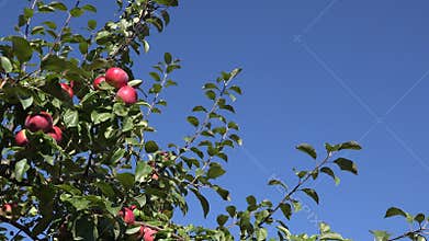 Ripe fruity apples hanging at tree twig move in wind on blue sky background. 4K