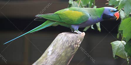 Lord Derby parakeet