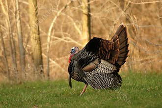 Wild Tom Turkey